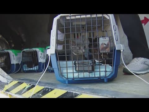 Over 100 kittens flown to Oregon in hopes for adoption