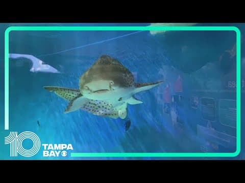 Mote Marine Aquarium reopens on Friday after closing for hurricanes