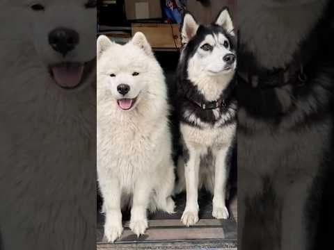 Two Whidbey Island dogs killed, two others missing