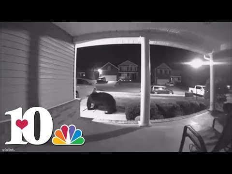 Bear captured on video wandering in South Knoxville