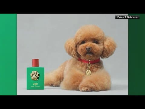 Dolce and Gabbana releases designer perfume for pups