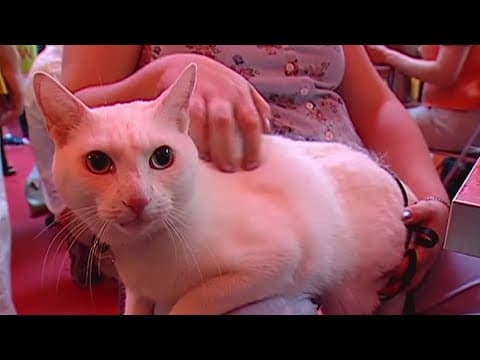 Free pet microchipping events in DC this weekend