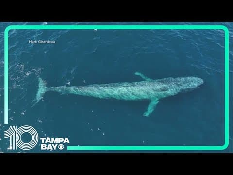 Blue whales make their annual way to California