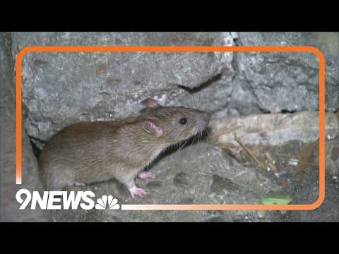 National rat summit to be held in NYC this fall