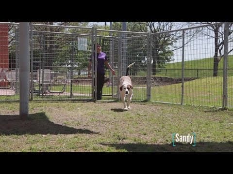 Tailwaggers: Meet Sandy