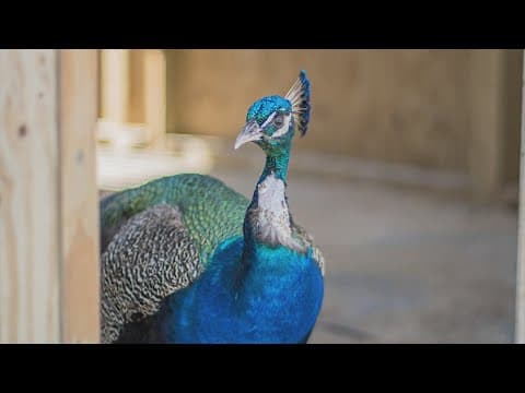 Peacocks in Houston: What to know about these feral birds