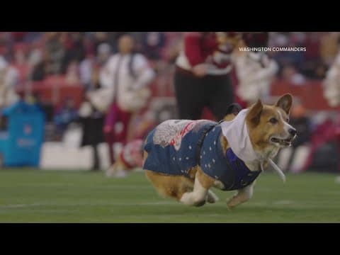 Corgis race in a fun halftime show at Commanders game | Get Uplifted