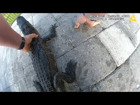 Deputy pulls gator from Florida pool, then buckles it into his patrol car