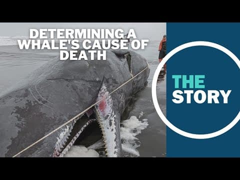 NOAA performs necropsy on dead sperm whale washed up on Oregon coast