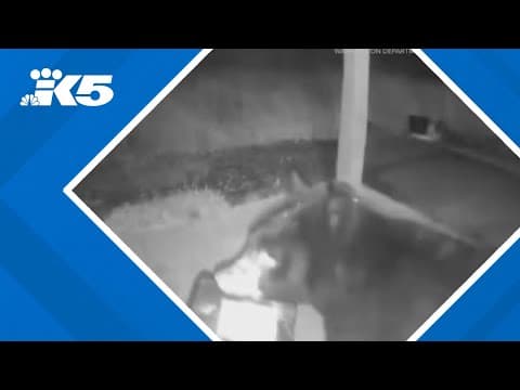 Unusual porch pirate in Ocean Shores