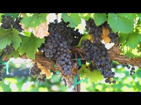 Southwest Airlines offering new route to California's Wine Country