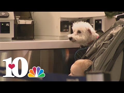 CDC shares new rules for dogs flying internationally