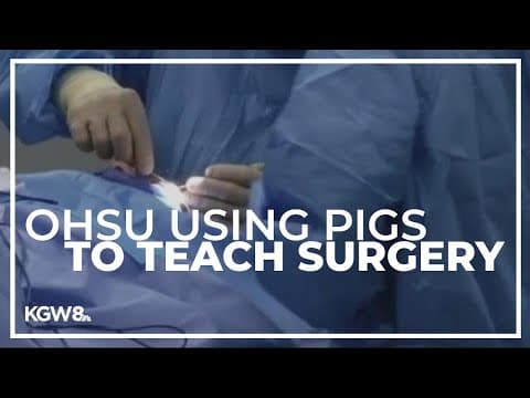 Physicians Committee wants Portlanders to know that OHSU still uses pigs to teach surgery
