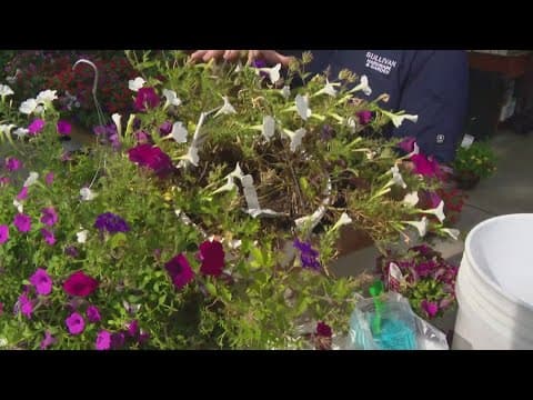 Pat Sullivan's tips for rejuvenating hanging plants