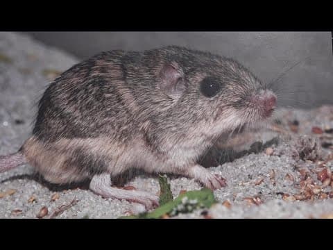 World's oldest mouse | San Diego mouse makes it into the Guinness Book of World Records