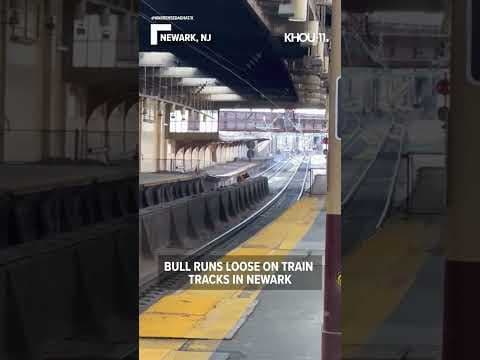 Bull on train tracks in Newark causes delays #shorts