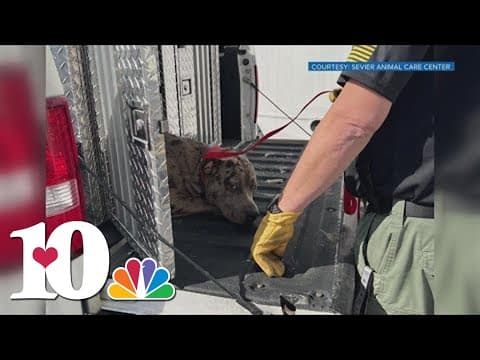 Sevier Animal Care Center 'out of space,' adoption fees waived