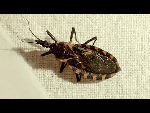 'Kissing bug' | CDC warns people of deadly bug that is native to Indiana