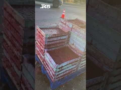 Tens of thousands of dollars worth of raspberries spill onto roadway in Lynden