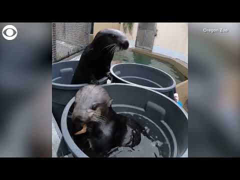 Southern sea otters play in tubs of water