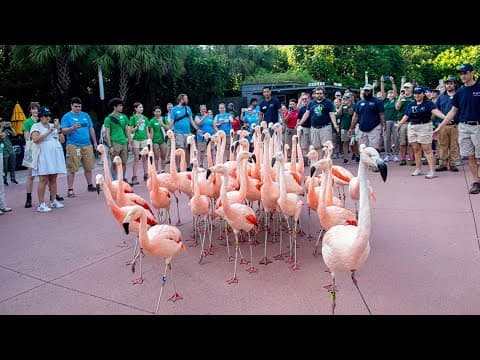 Moving day for Houston Zoo's flock of flamingos