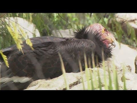California Condor population recovering from brink of extinction