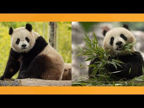 Giant pandas coming back to DC