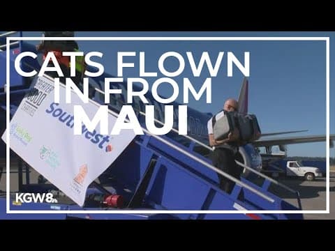 Dozens of shelter cats from Maui arrive at PDX airport