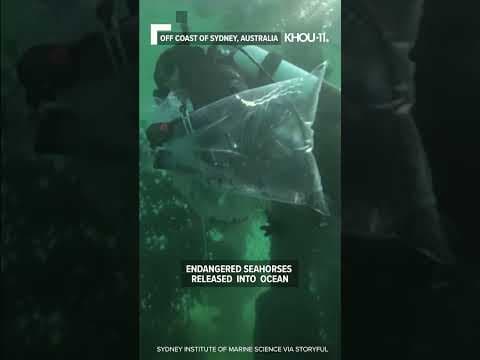 350 endangered seahorses released into ocean off coast of Sydney #shorts