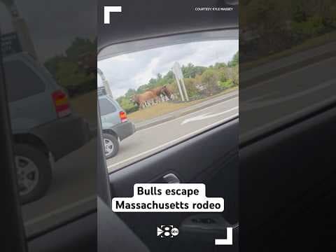 Bulls escape Massachusetts rodeo