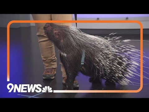 Sunrise Safari | African Crested Porcupine