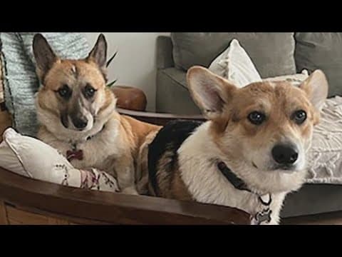 Family says Corgi dies after eating toxic meatballs containing rat poison