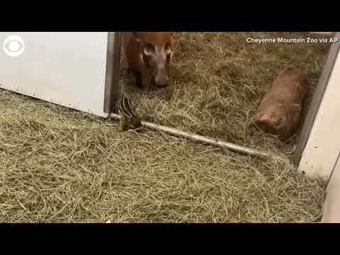 Baby red river hog frolicks with mom at zoo in Colorado
