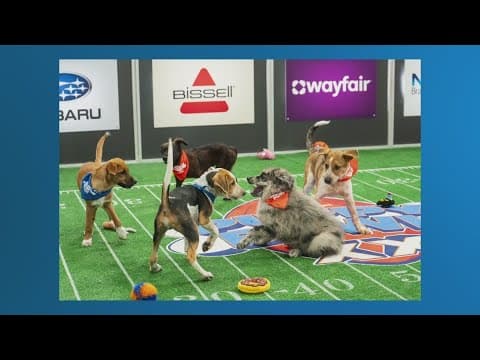 Team Ruff vs. Team Fluff | 20th Annual Puppy Bowl