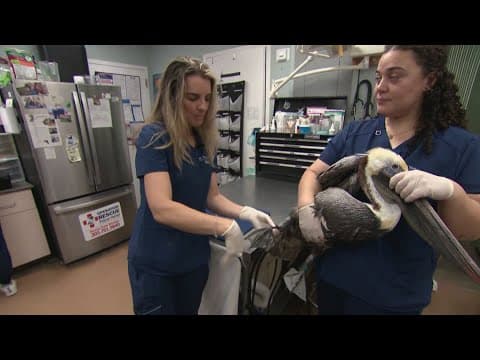 Seabird station functions as an ER for local wildlife in Florida | Environment Matters