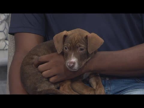 Louisiana SPCA: Plaquemines Shelter Temporarily Closed — How You Can Help