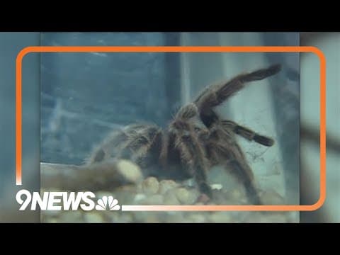 Thousands of tarantulas will emerge out of their homes in Colorado