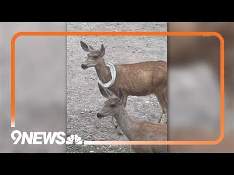 CPW removes broken bucket lid from a mother deer