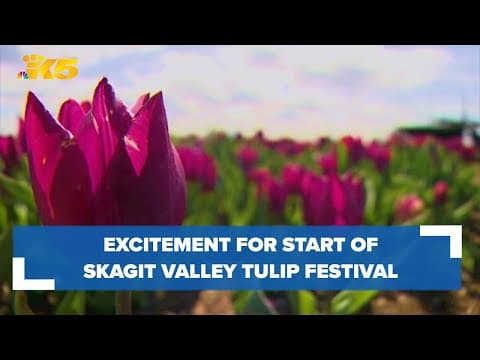 Skagit Valley Tulip Festival starting early after struggles in past years