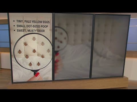 How to get rid of bed bugs