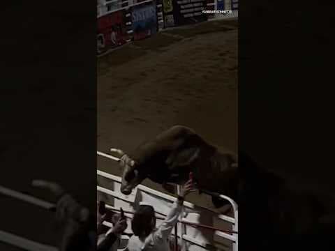 Rodeo bull jumps fence at Oregon rodeo, injuring 3 people