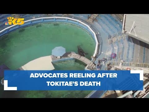 Those who fought to bring Tokitae home reeling in the aftermath of the orca's sudden death