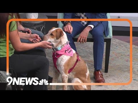 Petline9 | Blinko needs a forever home