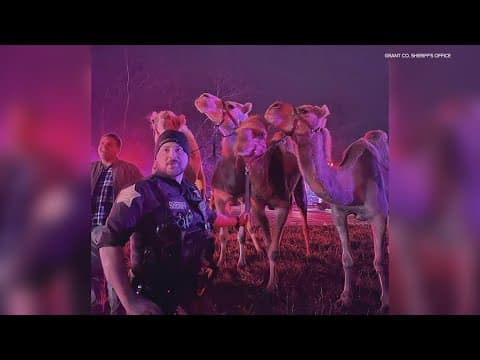 Circus animals end up on I-69 in Grant County after semi fire
