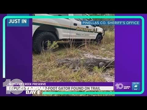 Deputies wrangle 7-foot gator found on trail