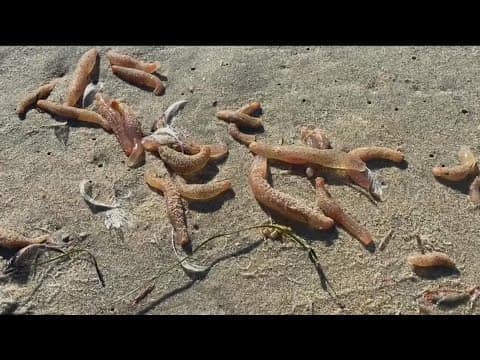 Pink ‘Spoon worms’ wash up on Coronado beaches