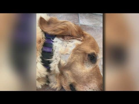 'I don’t even want to think about what happened in that van' | San Diego mobile dog groomer receives