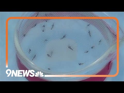 West Nile Virus detected in two people in Colorado