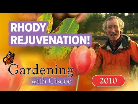RHODY REJUVENATION! Helping yellowing rhododendrons | Gardening With Ciscoe | Full Episode