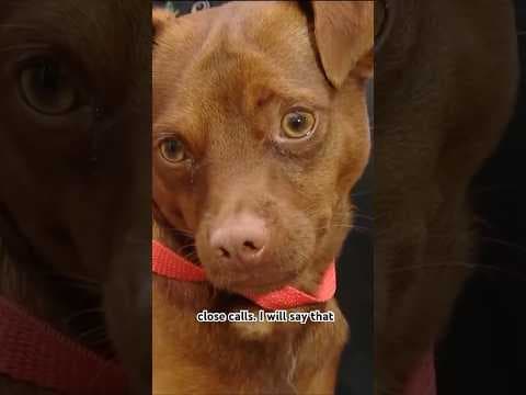 Dog runs onto freeway in San Diego, stops traffic during rush hour.